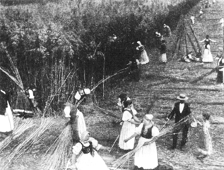 peasants harvesting hemp