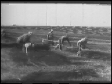 harvesting hemp